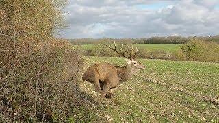 Chasse Cerfs, Sangliers, Chevreuils et Renards / Best Of Saison 2018-2019