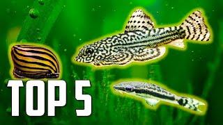 Top 5 Algae Eaters to Clean Your Aquarium