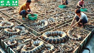 The Truth Behind The Processing Factory Millions of Snakes Recorded on Camera In Turkey