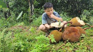 Harvesting jackfruit, going to town to farm, father and son bathed in the stream