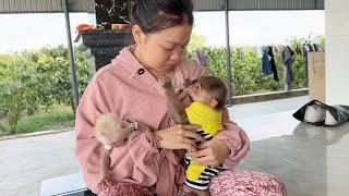 Mom burst into tears when monkey SinSin returned safely