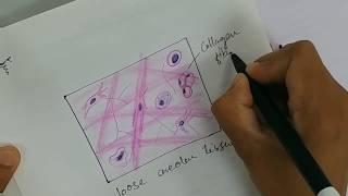 Histology Drawing of Loose Areolar Tissue with explanation | connective tissue