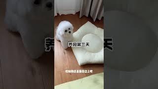 养狗治好了我的洁癖…#比熊#萌宠出道计划#修勾#狗子日常