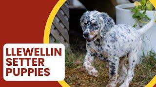 Where to Find Llewellin Setter Puppies for Sale