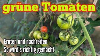 Grüne Tomaten ernten und nachreifen lassen - So geht´s richtig