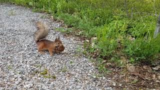 Orava siirtämässä poikasia uuteen pesään