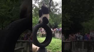 Let you see the panda side讓你們見識猫熊熊的一面  1