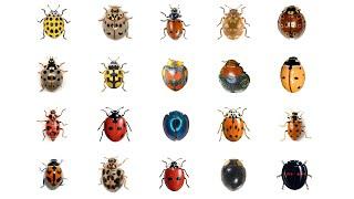  Learn 20 Types Of Ladybugs | LadyBug Types In English Language | Ladybirds | Lady Beetles