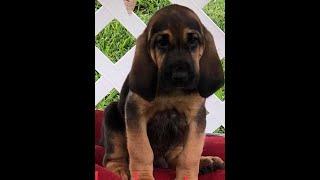 Bloodhound Puppy 4 Month Time- lapse#ChuckyandJosh