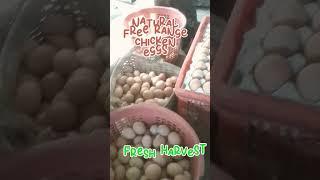 Fresh Natural Brown Eggs. #naturalfarming #freerangechickenfarming #integratedfarmingsystem