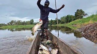 Amazing! This Papua man is an expert in barramundi fishing