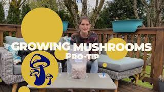 Pro Tips for your Myterra Labs Mushroom Grow Kit 