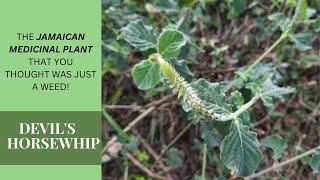 WEIGHT LOSS, NATURAL TOOTHACHE RELIEF + more / DEVIL'S HORSEWHIP MEDICINAL USES / Earth's Medicine