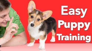 How to Teach your Dog 3 Things Right Now!