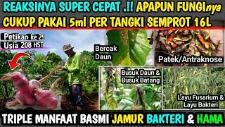  Cukup pakai Fungi 5ml per tangki 16L SEMBUHKAN PENYAKIT BANDEL SEKALIPUN #cabetanpamulsa