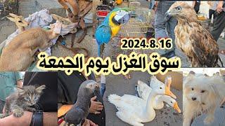 سوق الغزل يوم الجمعة انواع الحيوانات والطيور مع الأسعار 2024/8/16