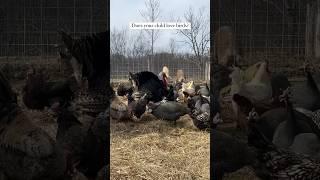 Homesteading here & beyond. Can’t wait to connect with other animal lovers! 