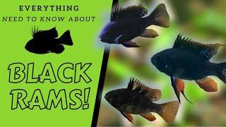 The ONLY Way To Keep and BREED Black RAMS!!! ***Answering The MOST Common Questions***