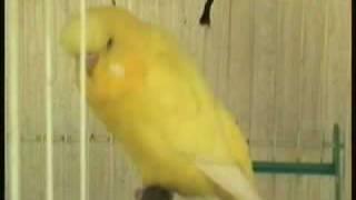 FAMOUS UK CLEAREST TALKING BUDGIE