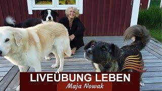 Praxis - LIVEÜBUNG Leben - Hunde ohne Zaun - von Maja Nowak