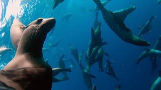 Sea Lions Gift Fish To Marlin & Robot Spy Sea Lion!