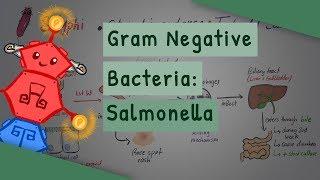 Gram Negative Bacteria: Salmonella