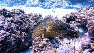 Two Moray Eels very much in love 