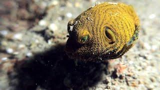 Juvenile Starry Puffer Fish || ViralHog