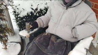 Hand feeding Tufted Titmice in the snow ️