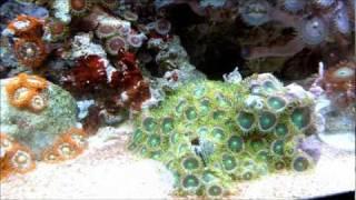 JBJ 12 Nano Cube DX 01/10/11 Nano Reef