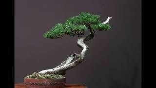 20 Inspirational Bunjin Style of Bonsai