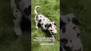 #song #punjabisong #music #punjabi #dogkennel #pets #newsong #doglover #toprottweilerkennelindia