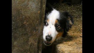 Rencontre inédite à l'étable en Lozère entre un chien Border collie et de jeunes vaches Brunes