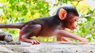 See Baby Monkey Much Lovely With Red Skin, Baby Monkey Started Learning The First Walking,