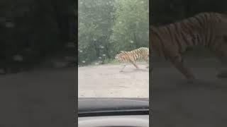 Huge siberian tigress from Russian Far East #siberia #tiger #wildlife #endangeredspecies #tigers