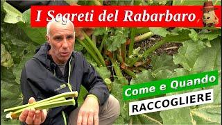 Raccolta RABARBARO - Tutto quello che devi sapere