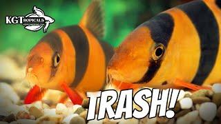 These Fish Are Trash To Some People