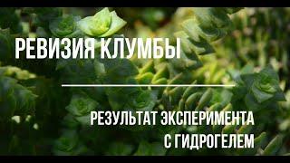 Ревизия клумбы, результат эксперимента с гидрогелем /  А flower bed, experiment with a hydrogel