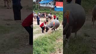 Balusu Kerbau Petarung Toraja / Buffalo fight / tedong silaga / ควาย ຄວາຍ  भैंस की लड़ाई chọi trâu