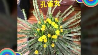 成功快樂花市一多肉 花草 2