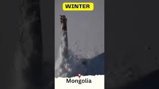 Travel winter in Mongolia #adventuretrivia #adventureonabudget #travel