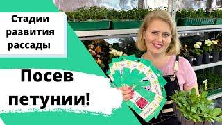 Лучший способ ПОСЕВА ПЕТУНИИ! Успех гарантирован!!! Стадии развития рассады