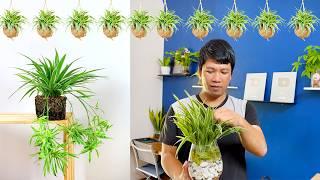 Want Lush Spider Plant? I Tested Top Methods and Found the BEST