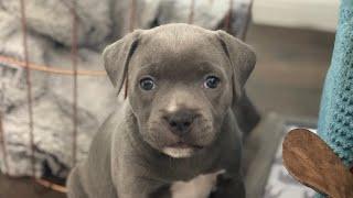 Blue Staffy Puppies