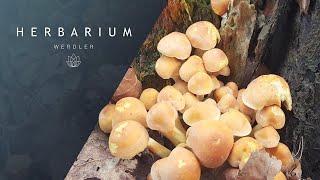 Hypholoma fasciculare - (Sulphur tuft)