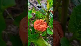 금땅꽈리,골든베리,Cape gooseberry, #금땅꽈리효능