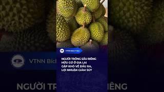 NGƯỜI TRỒNG SẦU RIÊNG HỮU CƠ Ở GIA LAI GẶP KHÓ VỀ ĐẦU RA, LỢI NHUẬN GIẢM SÚT
