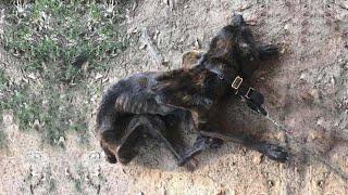 Chained, starved, and eaten by flies, he waited to die—until one kind soul finally came!