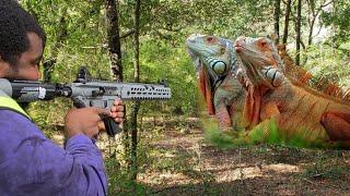 Pest control with Semi Auto Air Rifles - Shooting iguanas - iguanas Take over Village! (episode 1)