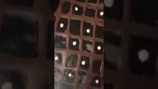 كيك شكلاطة متشبعوش منو بمقادير بسيطة